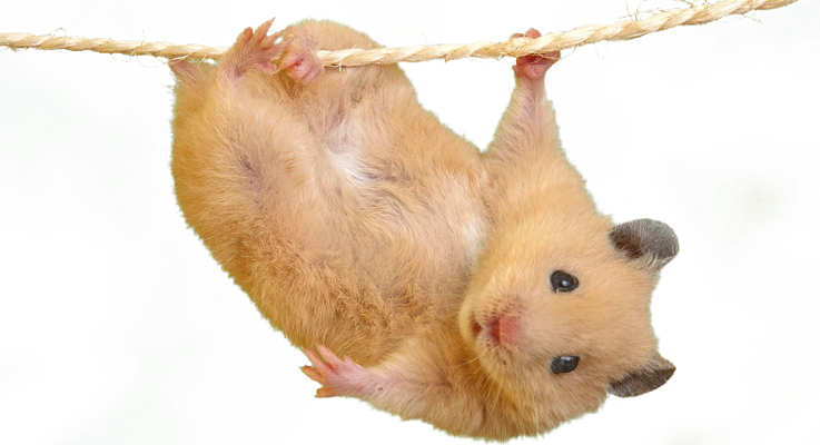 Hamster